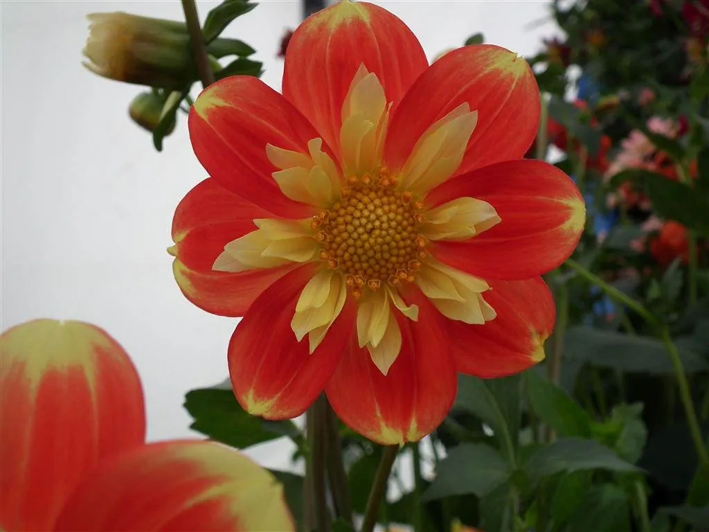 Floral marquee in the long water area 48